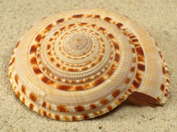 Architectonica maxima - Architectonidae