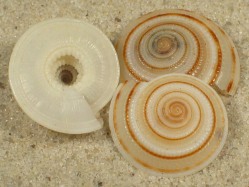 Architectonica modesta - Architectonidae