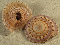 Architectonica nobilis - Architectonidae