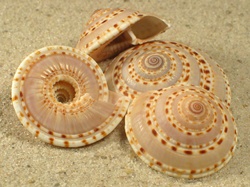 Architectonica perdix - Architectonidae