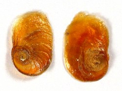 Architectonica perspectiva - Architectonidae