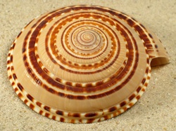 Architectonica perspectiva - Architectonidae