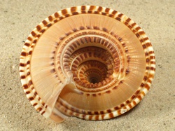 Architectonica perspectiva - Architectonidae