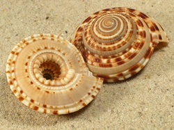 Architectonica trochlearis - Architeconicidae