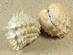 Arcinella cornuta - Chamidae