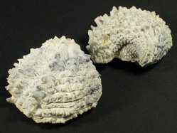 Arcinella cornuta - Chamidae