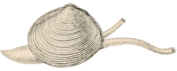 Arcopagia crassa - Tellinidae