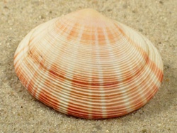 Arcopagia crassa - Tellinidae