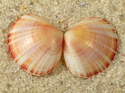 Arcopella balaustina - Tellinidae