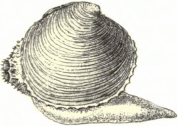 Arctica islandica - Arcticidae