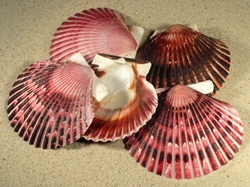 Argopecten purpuratus - Pectinidae