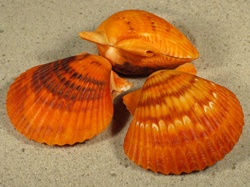 Argopecten ventricosus - Pectinidae