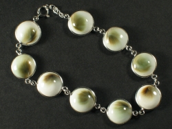 Turbo sparverius - Turbinidae