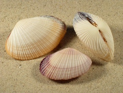 Asaphis violascens - Psammobiidae