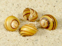 Asolene spixii - Ampullariidae