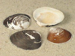 Astarte borealis - Astartidae