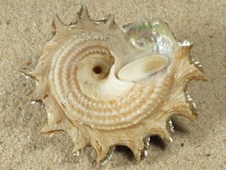 Astraea heliotropium - Turbinidae