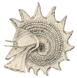 Astraea heliotropium - Turbinidae