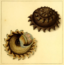 Astraea heliotropium - Turbinidae