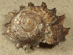 Astraea heliotropium - Turbinidae