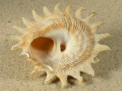 Lithopoma phoebia - Turbinidae