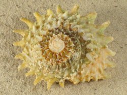 Lithopoma phoebia - Turbinidae