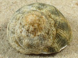 Lithopoma tuber - Turbinidae