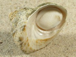 Lithopoma tuber - Turbinidae