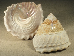 Megastraea undosa - Turbinidae