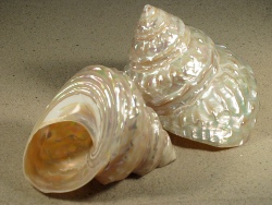 Megastraea undosa - Turbinidae