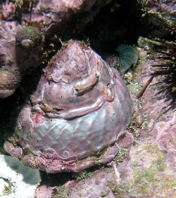 Astraea undosa - Turbinidae