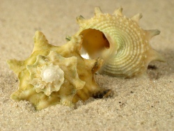 Astralium calcar - Turbinidae