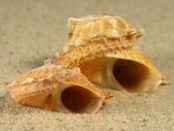 Astralium calcar - Turbinidae