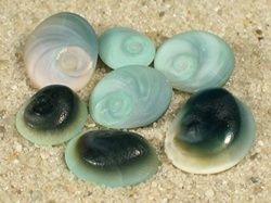 Astralium calcar - Turbinidae