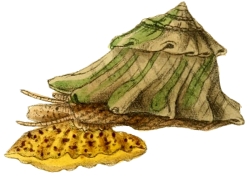 Astralium calcar - Turbinidae