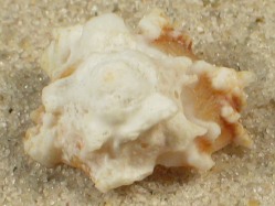 Astralium lapillus - Turbinidae