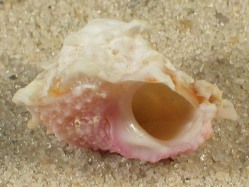 Astralium lapillus - Turbinidae