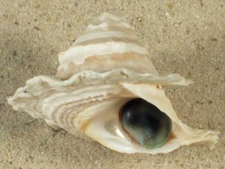 Astralium pileolum - Turbinidae