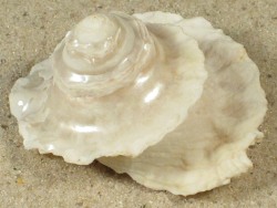 Astralium pileolum - Turbinidae