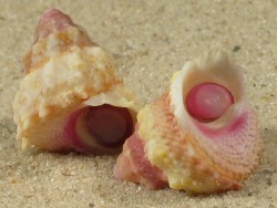 Astralium provisorium - Turbinidae