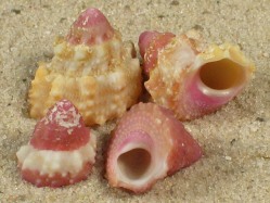 Astralium provisorium - Turbinidae