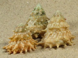 Astralium rhodostomum - Turbinidae