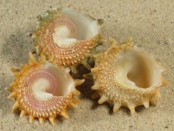 Astralium rhodostomum - Turbinidae