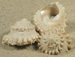 Astralium rotularium - Turbinidae