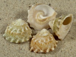 Astralium semicostatum - Turbinidae