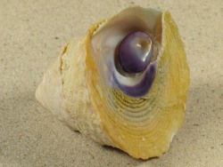 Astralium tentorium - Turbinidae