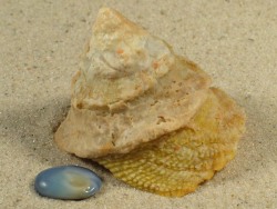 Astralium tentorium - Turbinidae