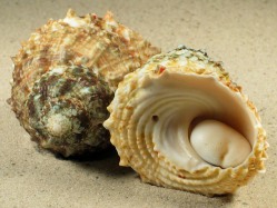 Lithopoma caelatum - Turbinidae