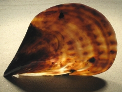 Atrina vexillum - Pinnidae