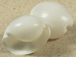 Atys naucum - Haminoeidae